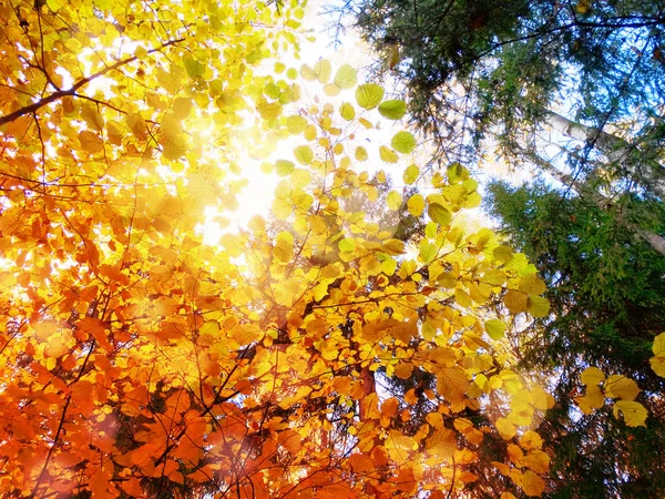 Paysage Forestier Automne Par Une Journée Ensoleillée Avec Des Feuilles — Photo