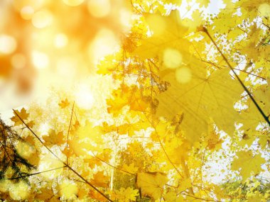 akçaağaç ile güneşli bir sonbahar orman manzara arka plan yaprak