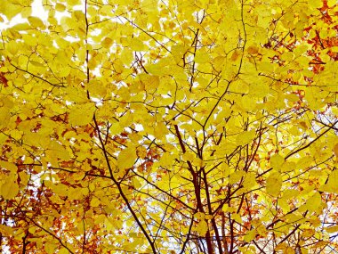 güneşli bir sonbahar orman manzara arka plan yaprak