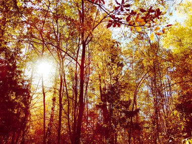 akçaağaç ile güneşli bir sonbahar orman manzara arka plan yaprak