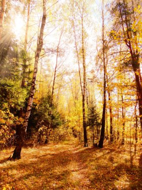 akçaağaç ile güneşli bir sonbahar orman manzara arka plan yaprak