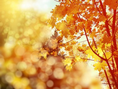 akçaağaç ile güneşli bir sonbahar orman manzara arka plan yaprak