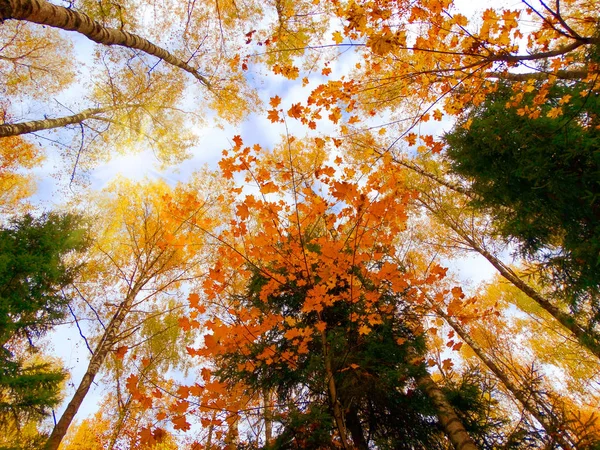 Herbst Waldlandschaft Einem Sonnigen Tag Mit Ahornblättern Hintergrund — Stockfoto