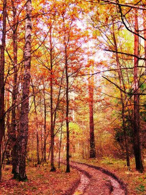 güneşli bir sonbahar orman manzara arka plan yaprak