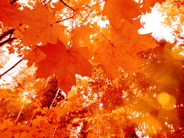 Herbst Waldlandschaft Einem Sonnigen Tag Mit Ahornblättern Hintergrund — Stockfoto