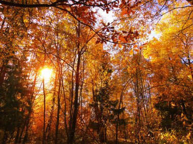 akçaağaç ile güneşli bir sonbahar orman manzara arka plan yaprak