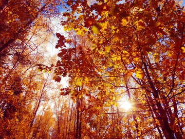 akçaağaç ile güneşli bir sonbahar orman manzara arka plan yaprak