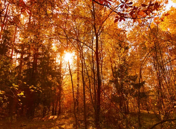 Осенний Лесной Пейзаж Солнечный День Фоне Листьев — стоковое фото
