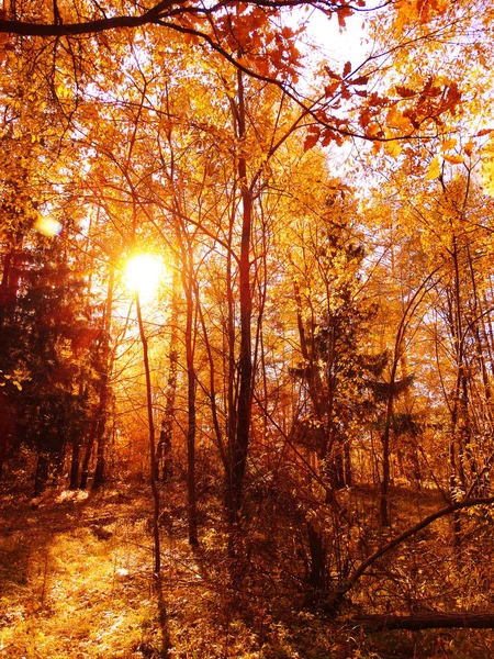 Осенний Лесной Пейзаж Солнечный День Фоне Кленовых Листьев — стоковое фото