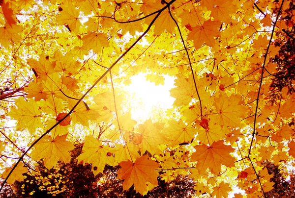 Herbst Waldlandschaft Einem Sonnigen Tag Mit Ahornblättern Hintergrund — Stockfoto