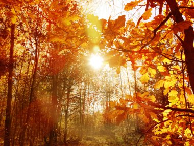 meşe yaprağı arka plan ile güneşli bir sonbahar orman manzara