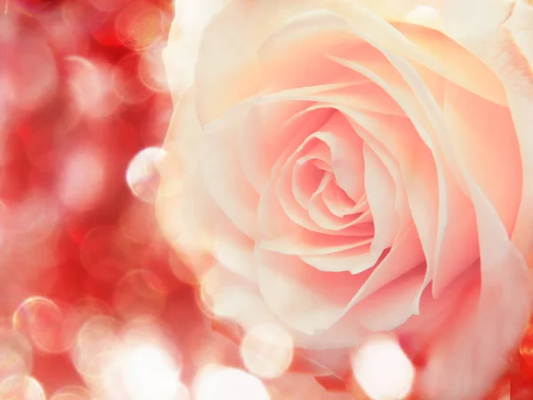 Rosa Flor Fundo Amor Casamento Cartão Com Luzes Borrões — Fotografia de Stock