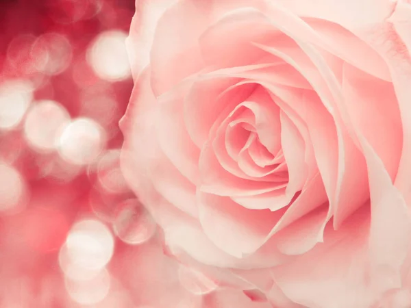 Rosa Flor Fundo Amor Casamento Cartão Com Luzes Borrões — Fotografia de Stock