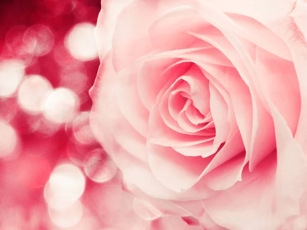 Rose Blume Hintergrund Liebe Hochzeitskarte Mit Unschärfen Lichter — Stockfoto