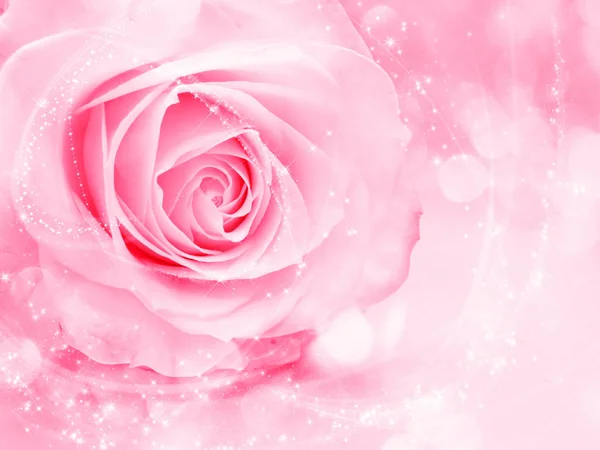 Roze Bloem Achtergrond Liefde Huwelijk Kaart Met Vervaagt Lichten — Stockfoto