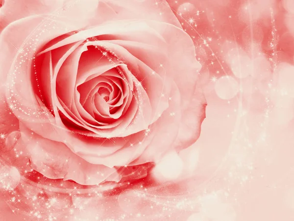 Rose Blume Hintergrund Liebe Hochzeitskarte Mit Unschärfen Lichter — Stockfoto