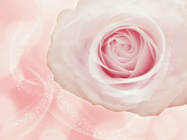 Троянда Квітковий Фон Любов Весільна Листівка Розмитими Вогнями — стокове фото