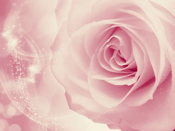 Ροδαλό Λουλούδι Φόντο Αγάπη Γάμος Κάρτα Φώτα Θολώνει — Φωτογραφία Αρχείου