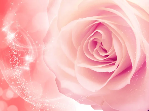 Ροδαλό Λουλούδι Φόντο Αγάπη Γάμος Κάρτα Φώτα Θολώνει — Φωτογραφία Αρχείου