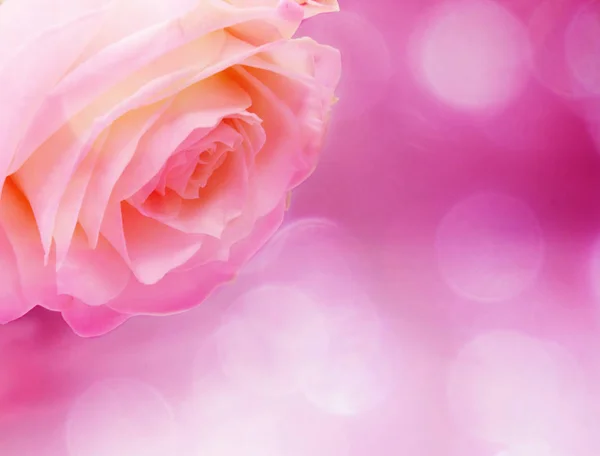 玫瑰花背景爱结婚卡与模糊的灯光 — 图库照片