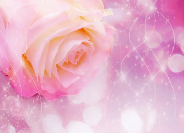 Rose Flower Background Love Wedding Card Blurs Lights — Stock Photo, Image