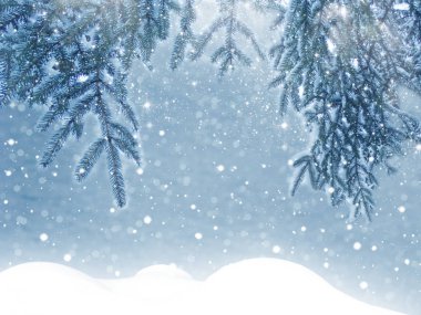 Kış Noel arkaplanında kar köknar dalları donmuş dutlar