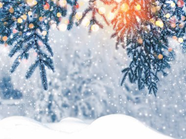 Kış Noel arkaplanında kar köknar dalları donmuş dutlar