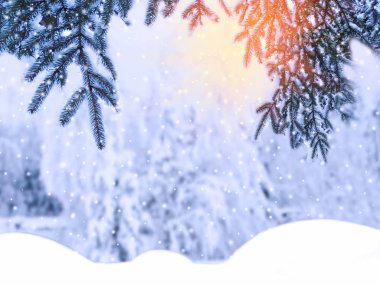 Kış Noel arkaplanında kar köknar dalları donmuş dutlar