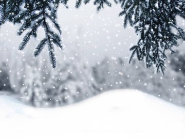 Kış Noel arkaplanında kar köknar dalları donmuş dutlar