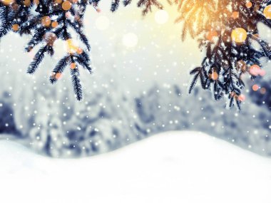 Kış Noel arkaplanında kar köknar dalları donmuş dutlar