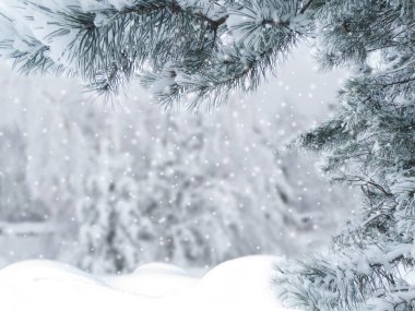 Kış Noel arkaplanında kar köknar dalları donmuş dutlar