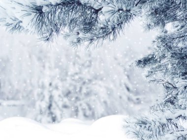 Kış Noel arkaplanında kar köknar dalları donmuş dutlar