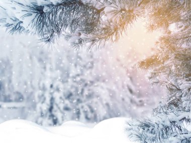 Kış Noel arkaplanında kar köknar dalları donmuş dutlar