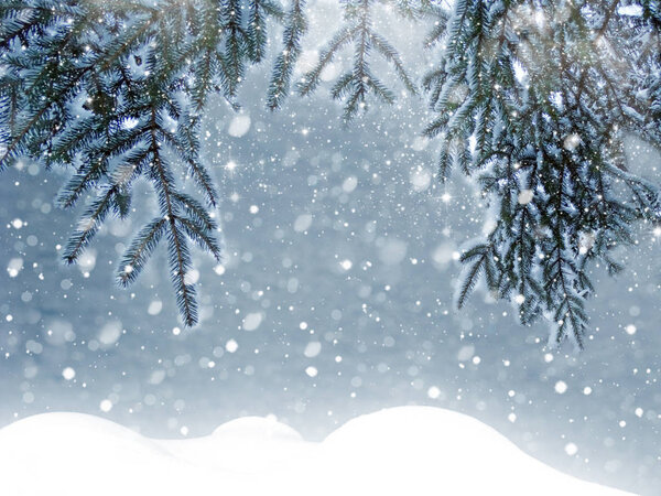 winter christmas background with snow fir branches cones frozen berries