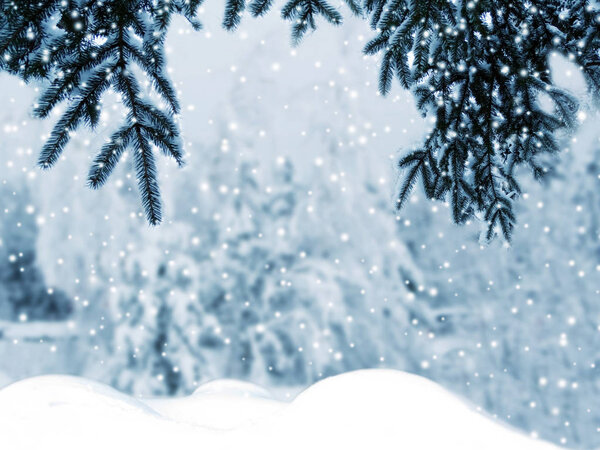winter christmas background with snow fir branches cones frozen berries