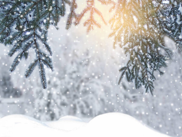 winter christmas background with snow fir branches cones frozen berries