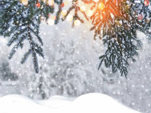 Kış Noel arkaplanında kar köknar dalları donmuş dutlar