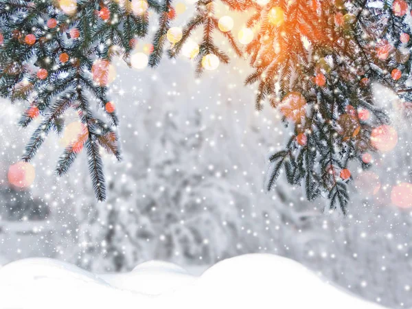 Noël Hiver Fond Avec Branches Sapin Des Neiges Cônes Baies — Photo