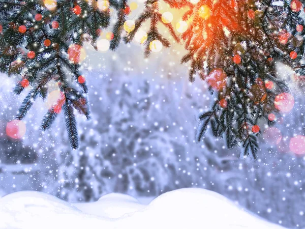 Noël Hiver Fond Avec Branches Sapin Des Neiges Cônes Baies — Photo