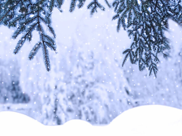 winter christmas background with snow fir branches cones frozen berries