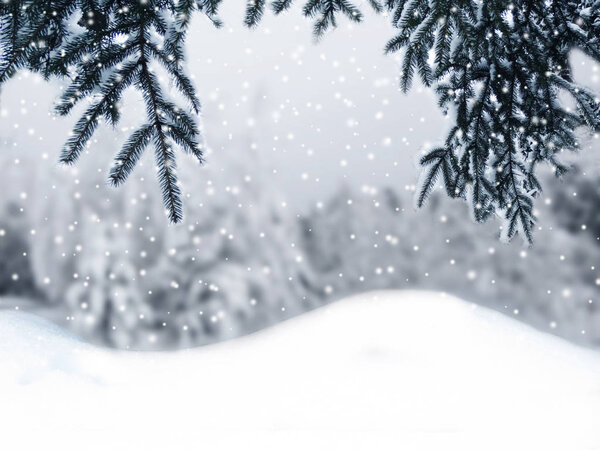 winter christmas background with snow fir branches cones frozen berries