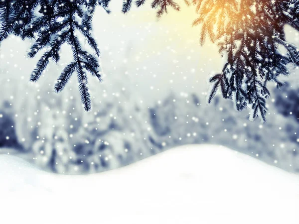 Invierno Navidad Fondo Con Ramas Abeto Nieve Conos Bayas Congeladas — Foto de Stock