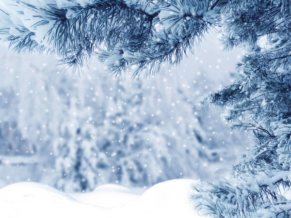 winter christmas background with snow fir branches cones frozen berries
