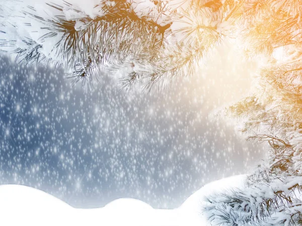 Inverno Natal Fundo Com Neve Ramos Abeto Cones Congelados Bagas — Fotografia de Stock