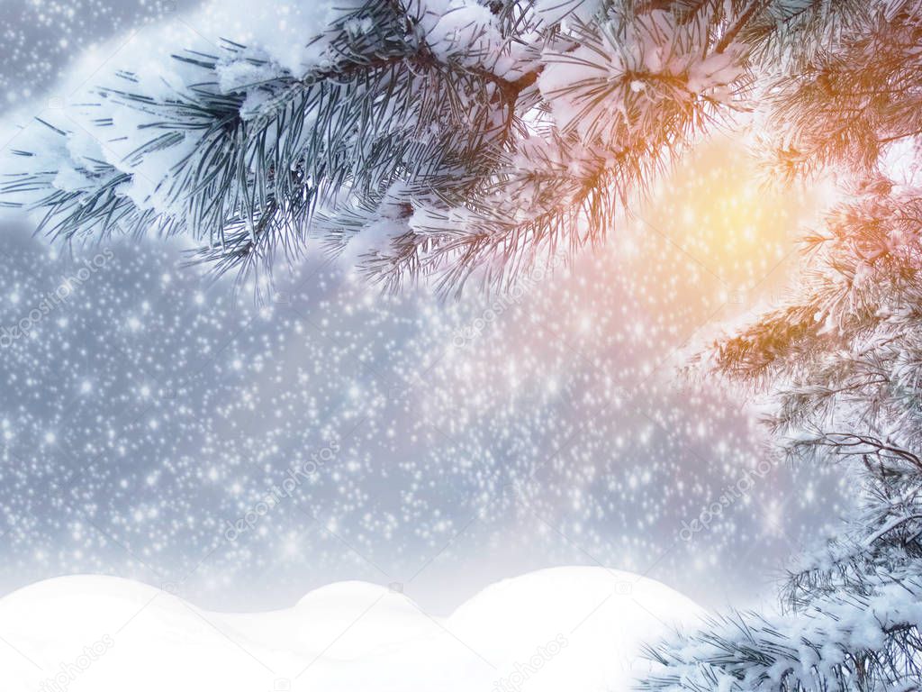 winter christmas background with snow fir branches cones frozen berries