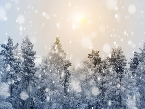 Karácsonyi Téli Erdei Táj Egy Fagyos Nap Napsütötte Fénysugarak — Stock Fotó