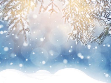 Kış Noel arkaplanında kar köknar dalları donmuş dutlar