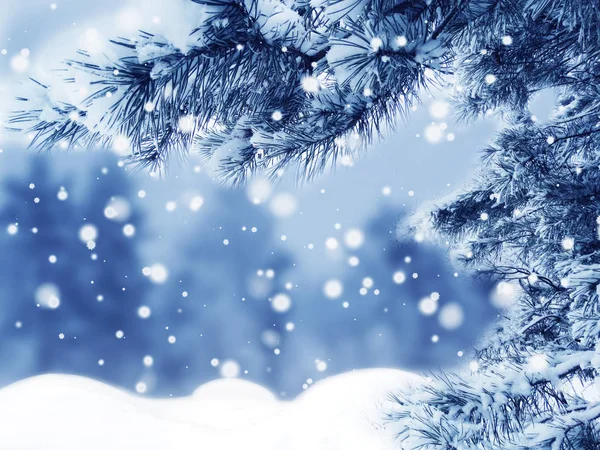 Invierno Navidad Fondo Con Ramas Abeto Nieve Conos Bayas Congeladas —  Fotos de Stock