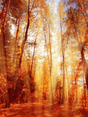 akçaağaç ile güneşli bir sonbahar orman manzara arka plan yaprak