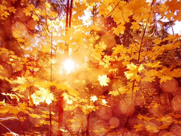 Herbst Waldlandschaft Einem Sonnigen Tag Mit Ahornblättern Hintergrund — Stockfoto